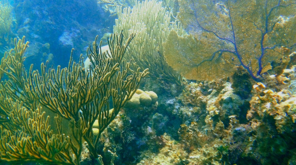 格洛弗礁海洋保護區, 貝里斯省, 伯利茲