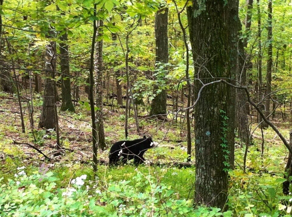 Front Royal, VA Vacation Rentals cabin rentals & more Vrbo