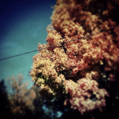 "I love the smell of decay in the morning..."
A beautiful October morning, driving through O'Fallon, IL