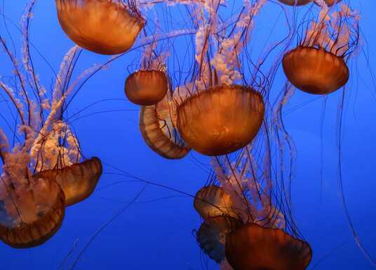 Monterey, California, United States of America