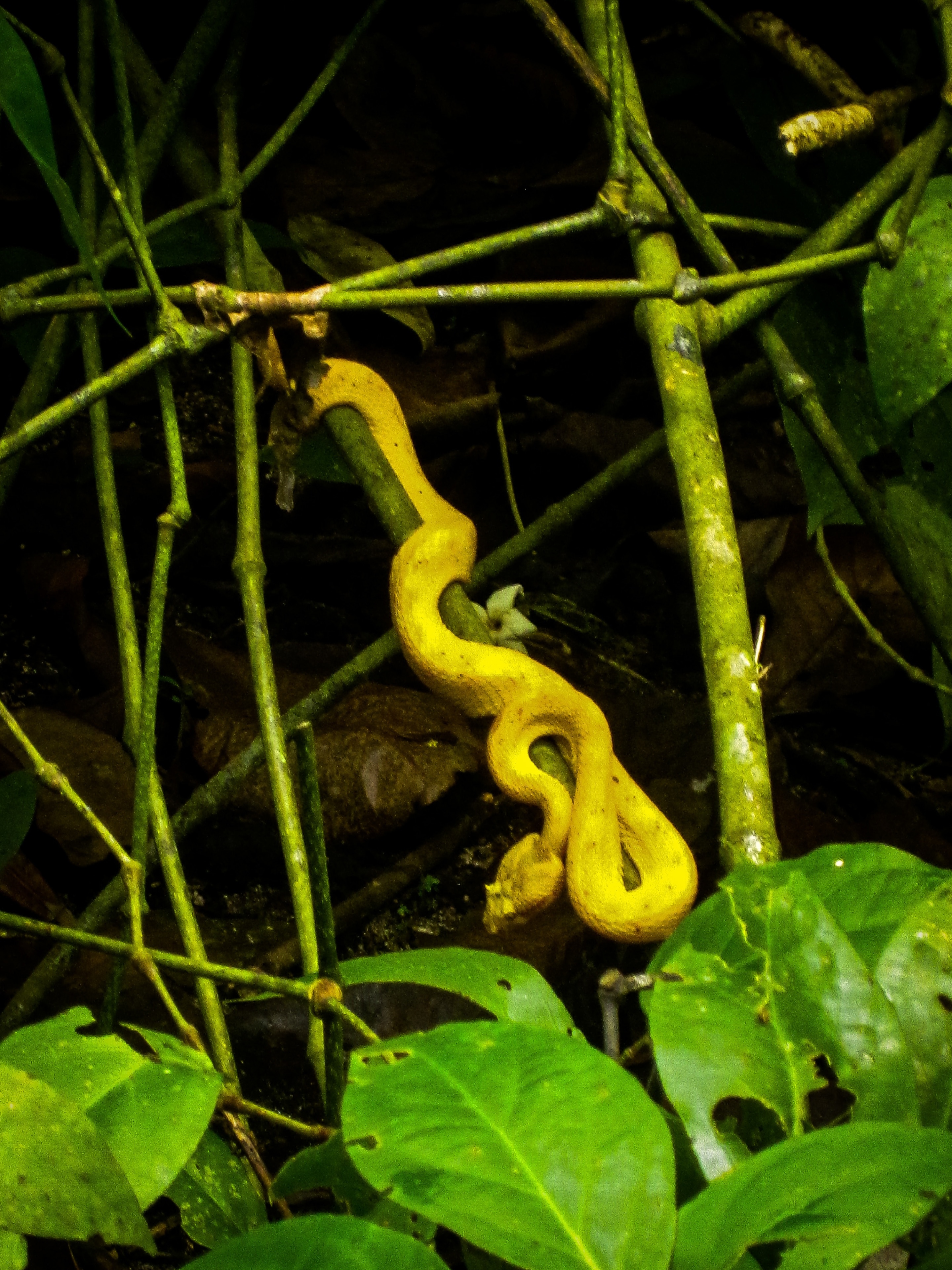 Cahuita, Limon Province, Costa Rica