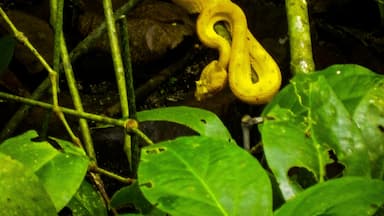 Fantastic creatures live in the Cahuita National Park in Costa Rica. Is just a matter of knowing where and when to look to find them. This snake, though its intense #Golden color is not as poisonus as others  in the park.