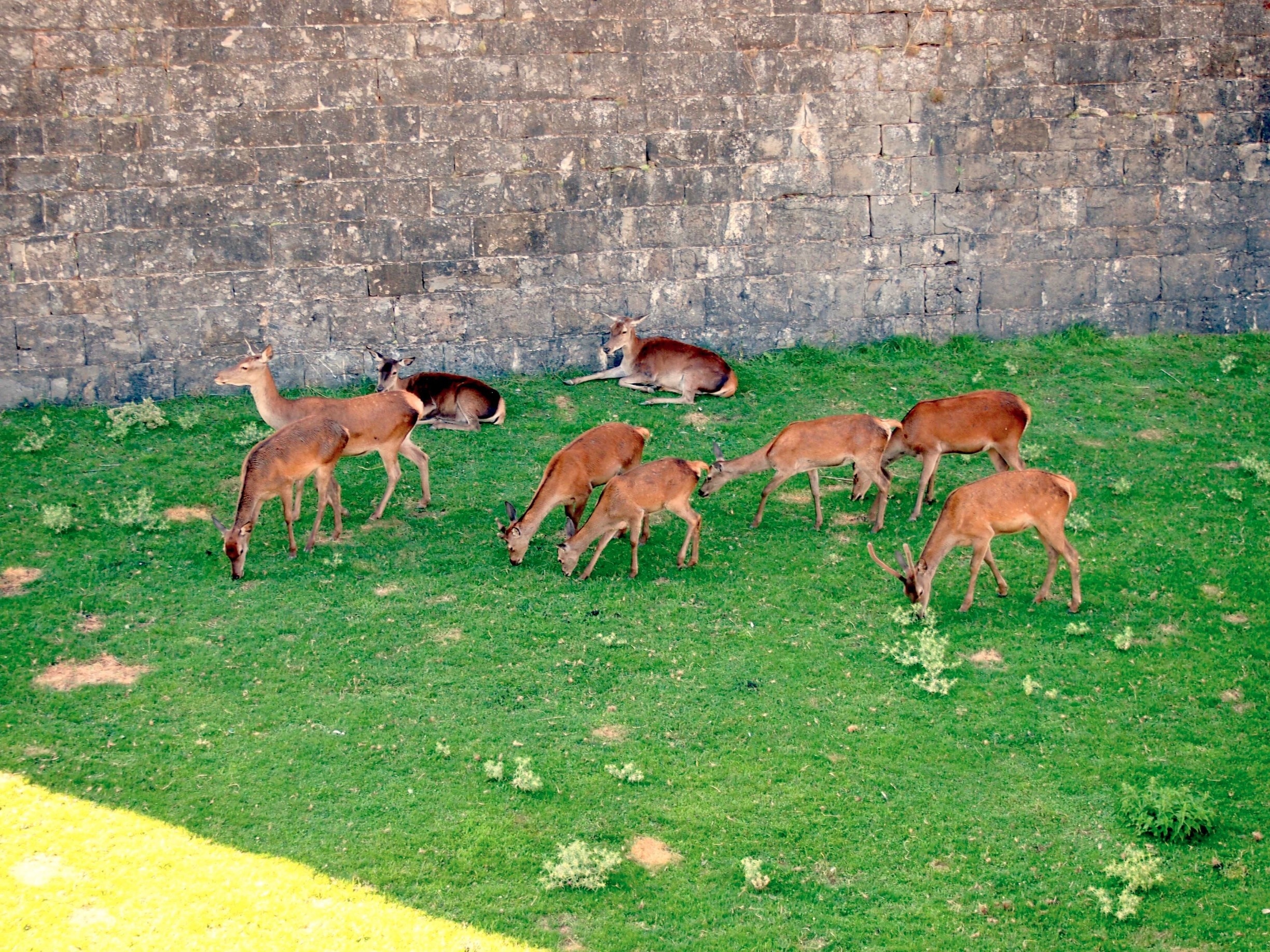 La Ciudadela de Jaca is the ancient castle of the Kings of Aragon, and though it is striking just in of itself, the deers that graze freely in the grassy moat are an amazing attraction!
#caminodesantiago   

DAY 1 - JACA http://www.endoftherainbow.net/blogita/giorno3km0jaca