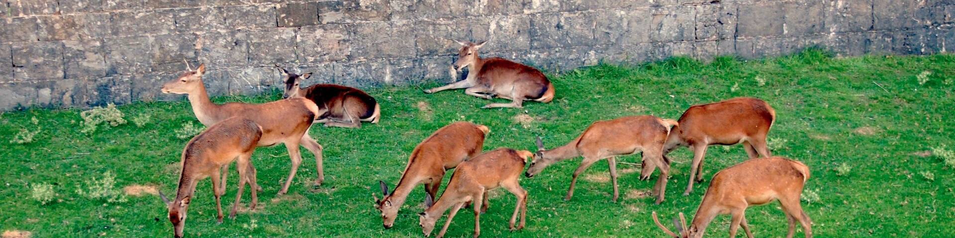 La Ciudadela de Jaca is the ancient castle of the Kings of Aragon, and though it is striking just in of itself, the deers that graze freely in the grassy moat are an amazing attraction!
#caminodesantiago   
DAY 1 - JACA http://www.endoftherainbow.net/blogita/giorno3km0jaca