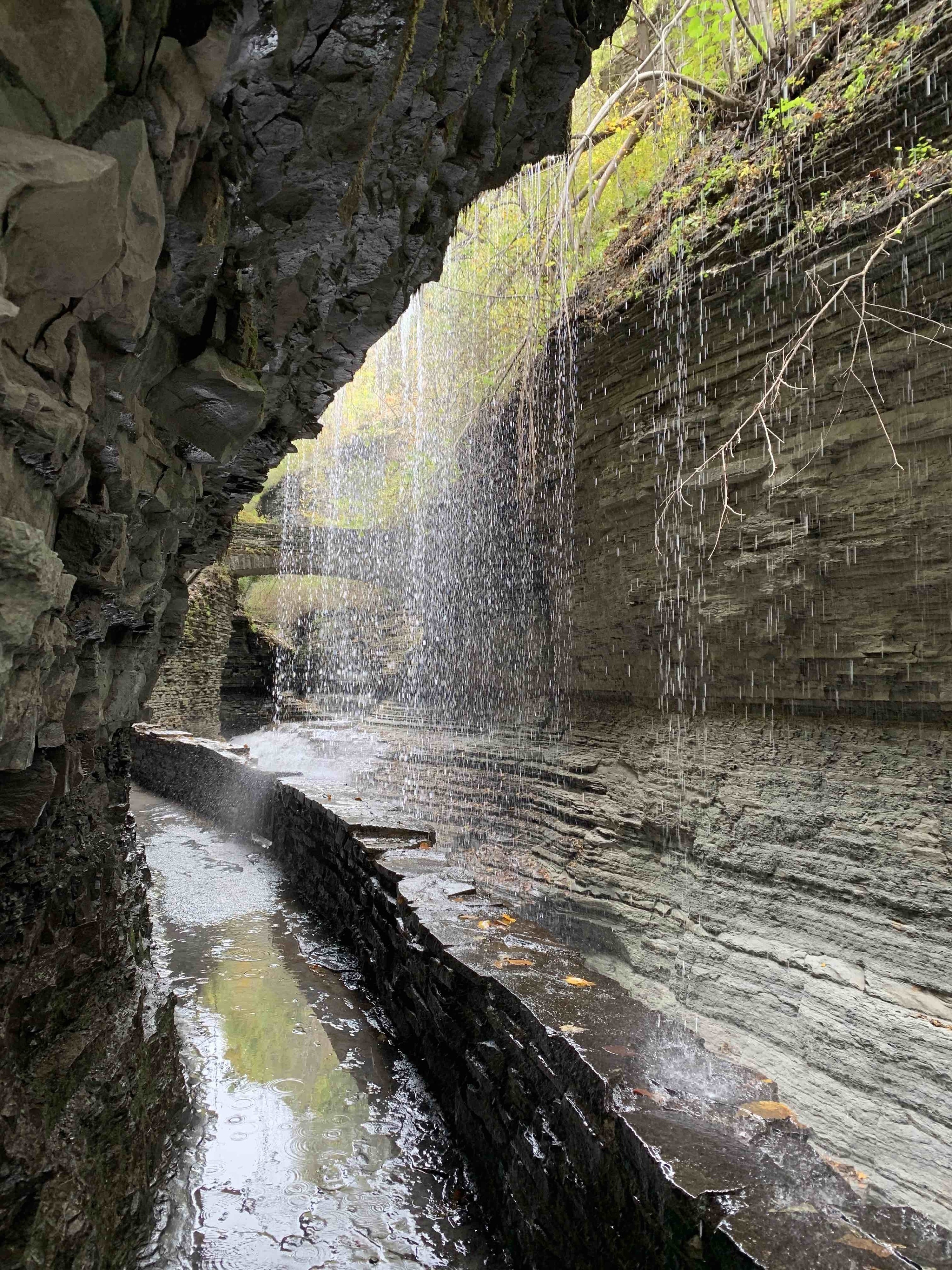 are dogs allowed at watkins glen state park