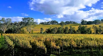 Vineyards in Autumn in the Adelaide Hills, South Australia 