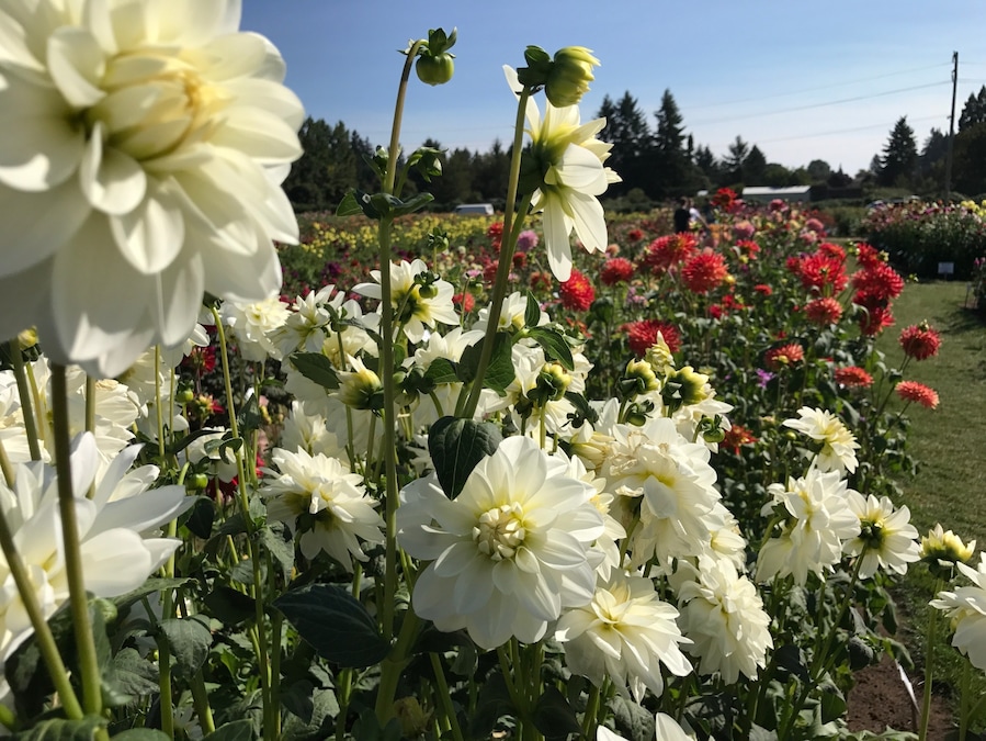 A field of Dahlias free to the public to visit.
Take advantage of this free entry from June to August. You can also purchase the bulbs for your garden at the store. they often have local musicians performing during the weekends.