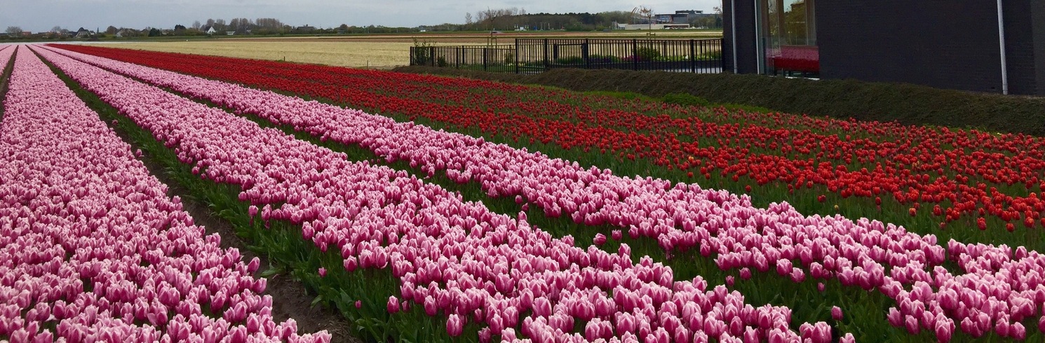 Noordwijkerhout, Alankomaat