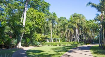 Palmetum Gardens is one of Townsville’s four Botanical Gardens. It’s a 17 hectare botanic garden displaying one of the largest and most diverse public collections of palms in the world – 300 species of palm, many rare and threatened, and includes most Australian palms.