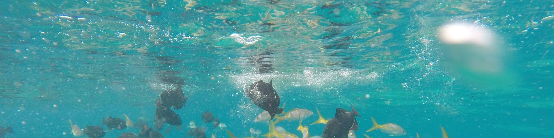 Centro de la ciudad de Freeport, Freeport, Bahamas