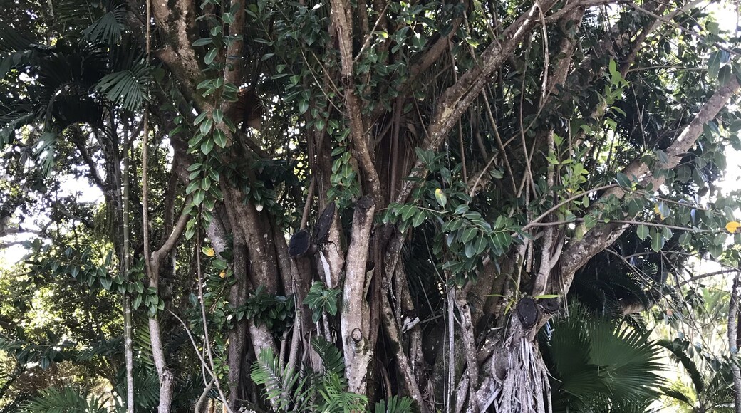Sir Seewoosagur Ramgoolam Botanical Garden, Pamplemousses, Mauritius