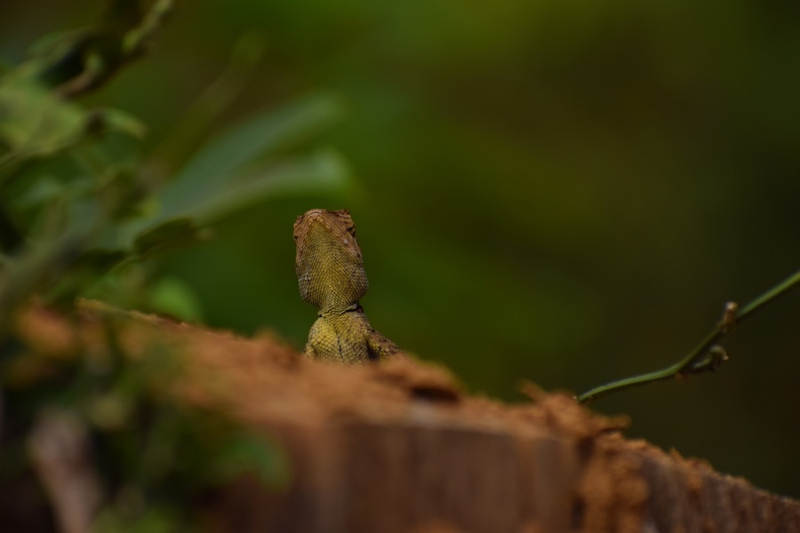 Garden lizard.
