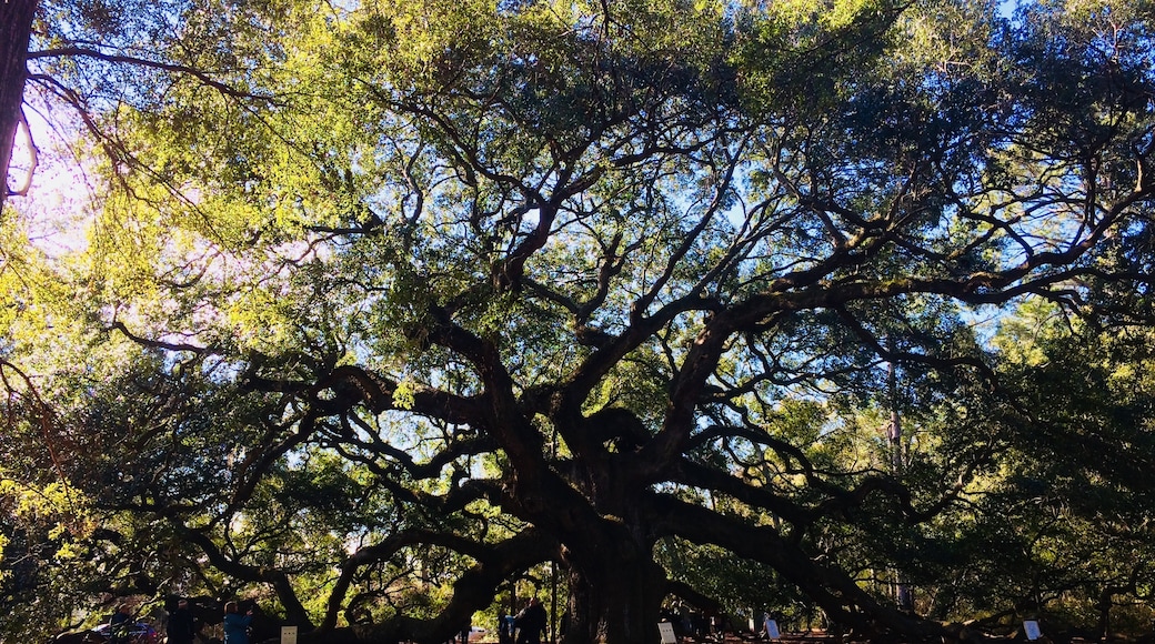Angel Oak Tree, Johns Island, South Carolina, United States of America