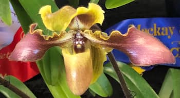 The magnificent orchid