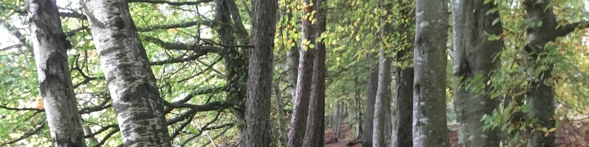 A new walk found today for the dogs.
Nice gentle walk around forestry woodland near Stanley.