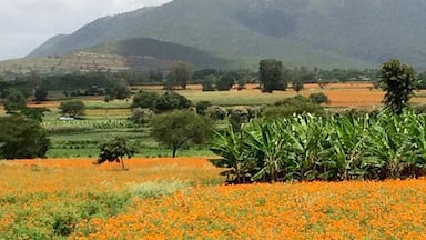 Marigold fields Wayanad - August 2016