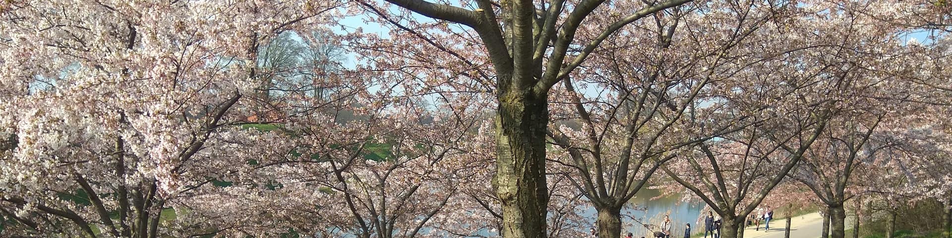 Cherry bloosoms season! Just come here take photos and enjoy the view, one side the lake and the Kastellet, and the other side the  sea :B #nonfilter #scandinaviansun #spring
