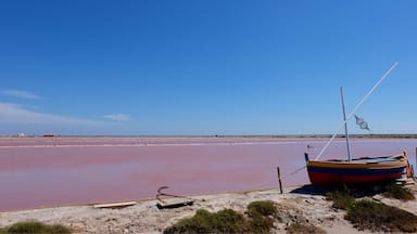 Les salins