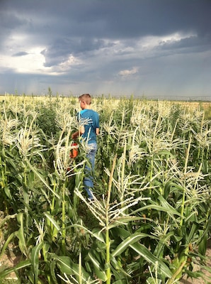 Picking some sweet corn with a storm rolling in!