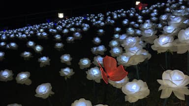 plastic butterly on top of one among the 16k lighted white rosea in 
Baybay Leyte Philippines
#Red