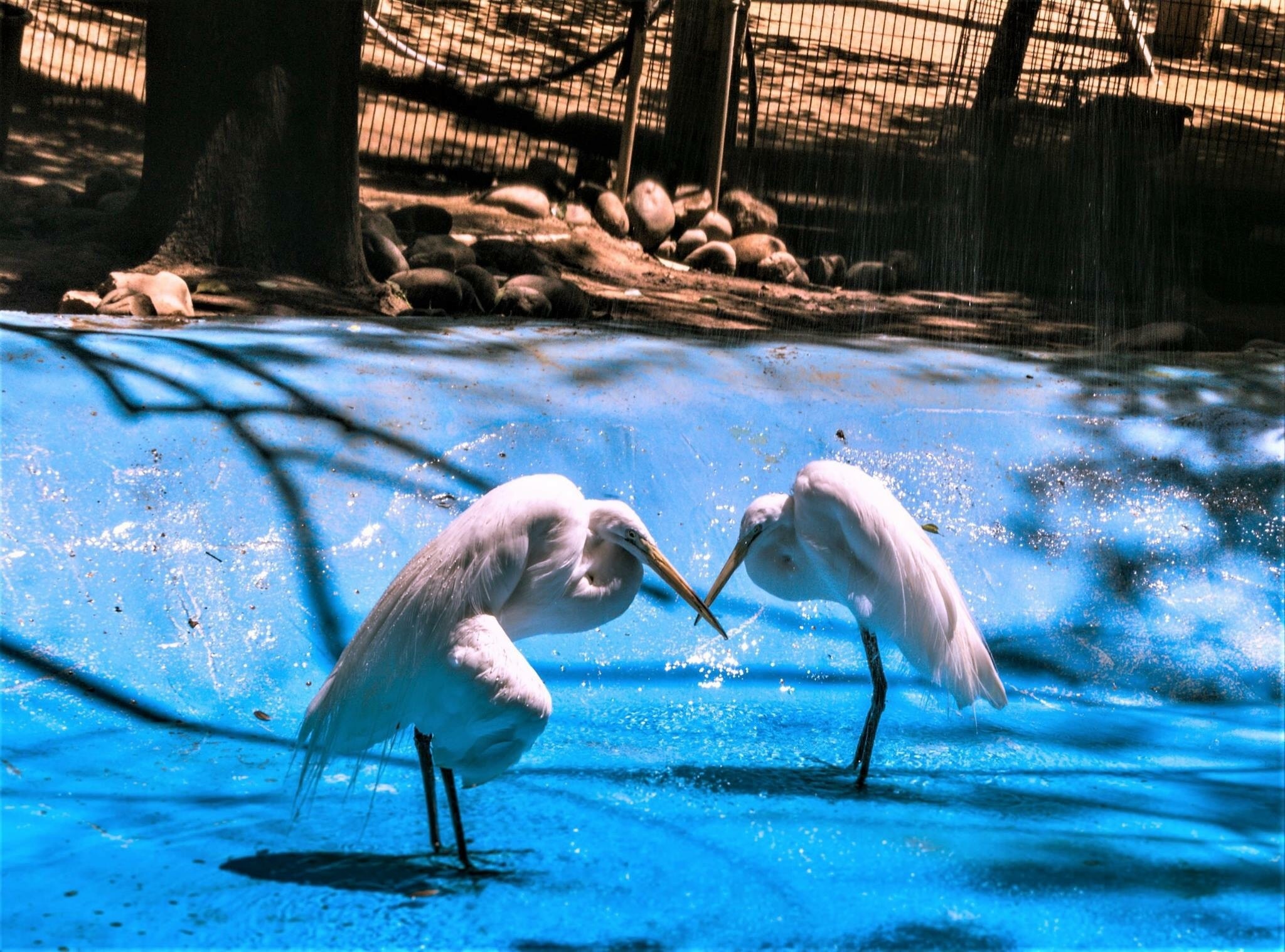 Applegate Park Zoo in Merced Expedia.co.th