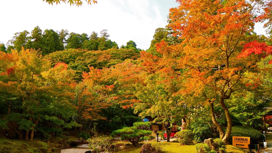 Maple leafs are beautiful.