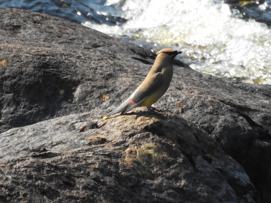 Lovely little town. Found this waxwing playing in the river by the park