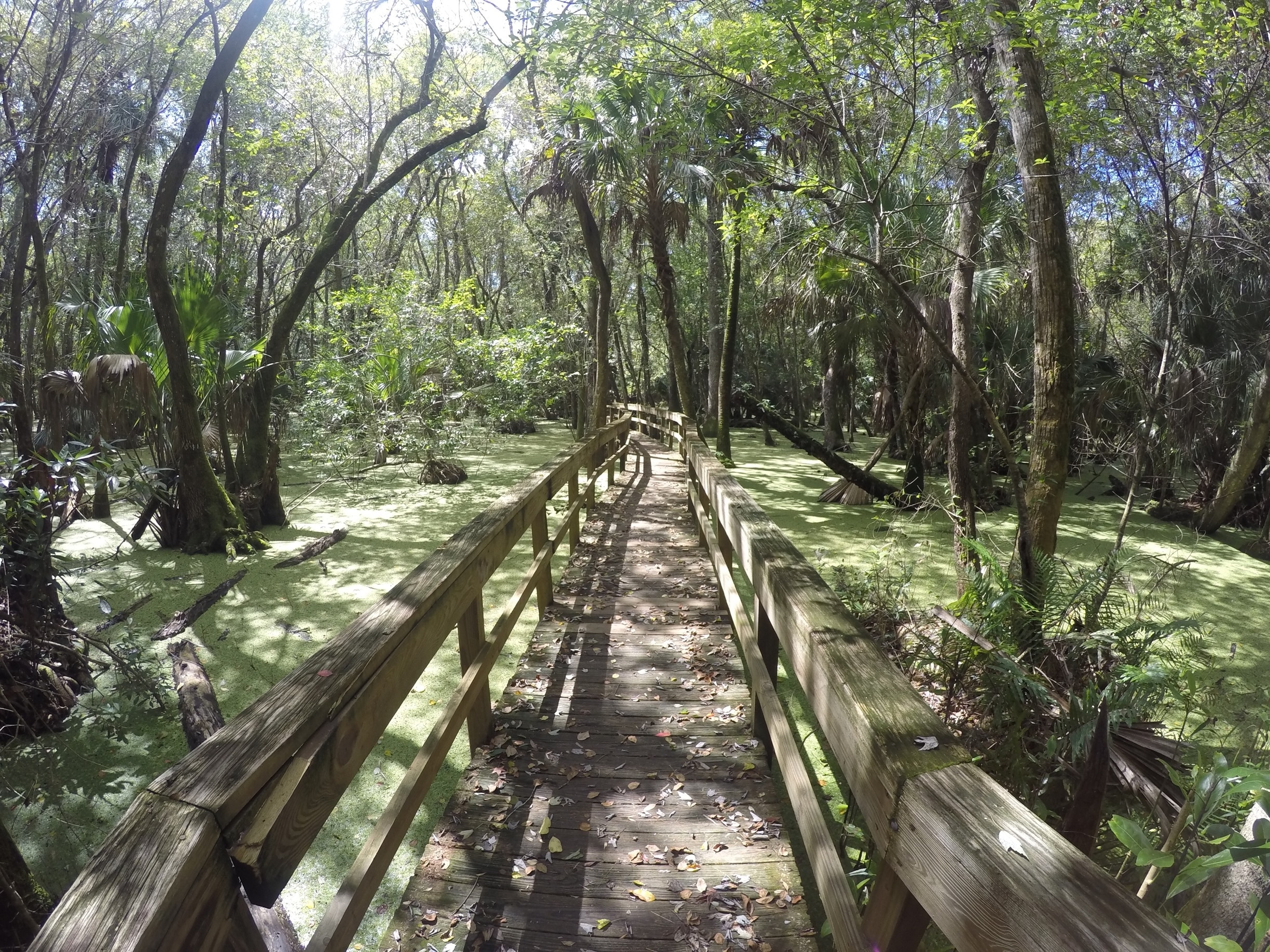 Visit Highlands Hammock State Park in Sebring Expedia