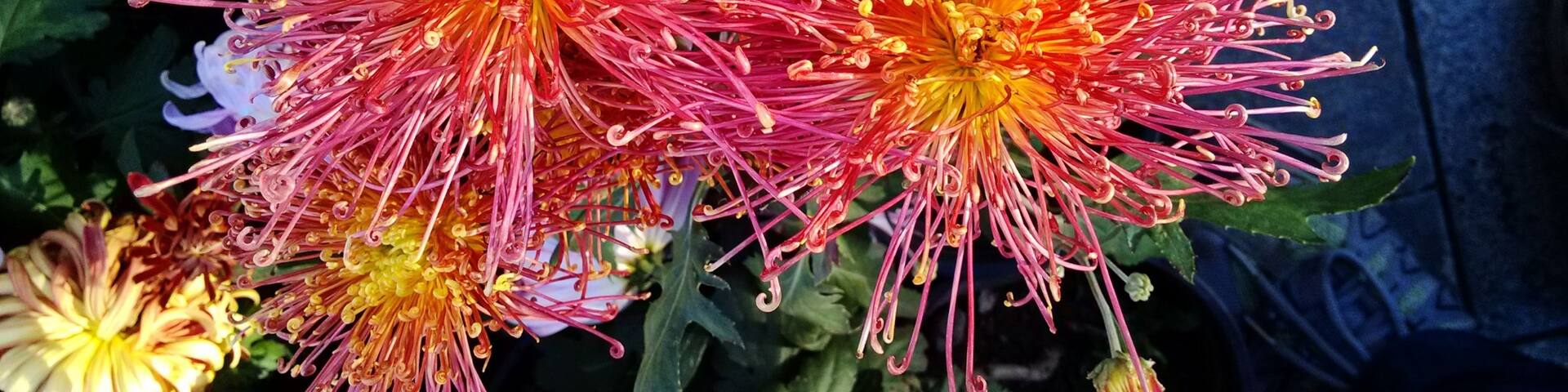During the #ChongYangFestival, chrysanthemums are in full blossom,so enjoy the #chrysanthemums is an important activity for people.
待到重阳日,还来就菊花
https://twitter.com/Beautifulgx