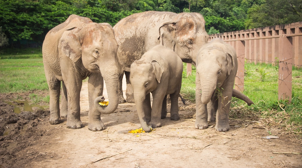 Elephant Nature Park, Mae Taeng, Chiang Mai Province, Thailand