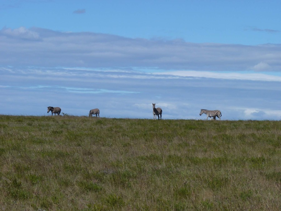 Zebras