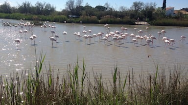 Les flamants roses de la Camargue 😌