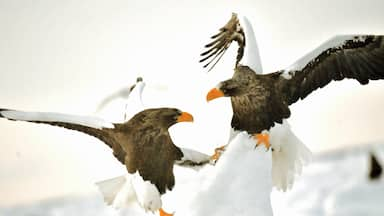 Awakened by the action in the snow #snow #animal #eagle #wildlife