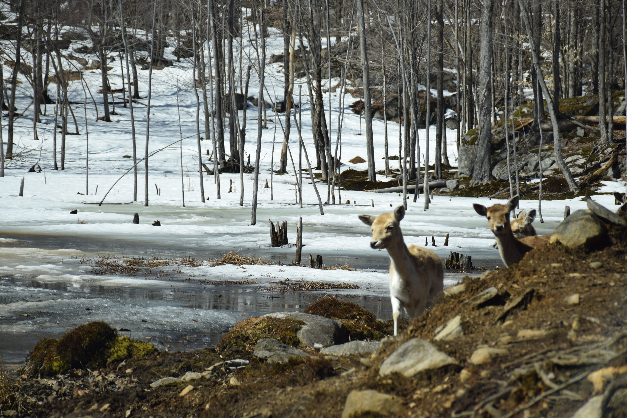Is it really spring?  A few deer are checking it out at this Canadian safari park.  The park has drive-through and walking trails with fantastic opportunities to see wildlife in a near-natural environment.