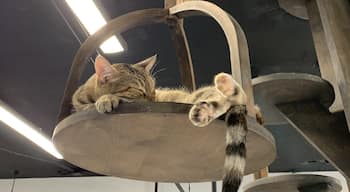 CatCafe Lounge is an adoption service where you can hang out with cats. They serve coffee and tea, no food.