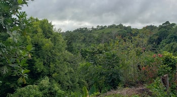 Fern Gully rainforest