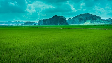 Mountains rise like icebergs out of the rice fields. The greenest thing I have ever seen in my life. #green