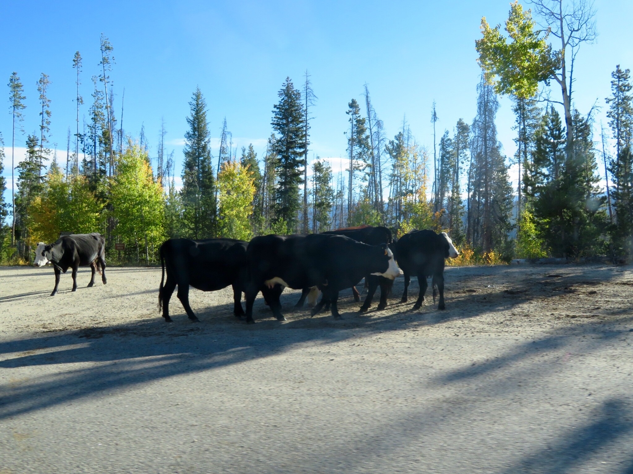 Escape to the Wilderness: Your Guide to Paugnut State Forest State Park