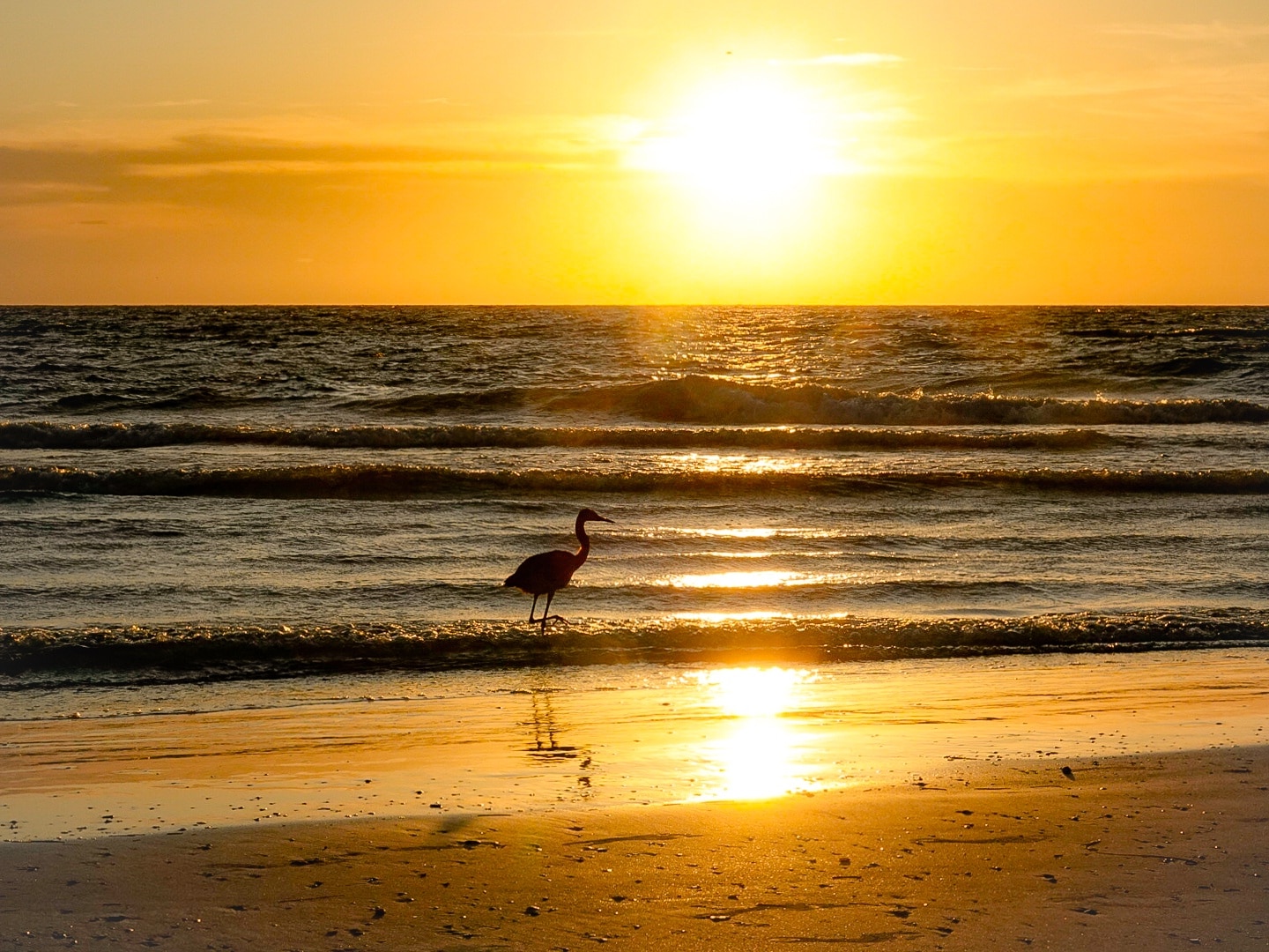 A reddish Egret watching the Sunset!