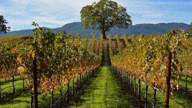 The Cohn winery is one of the most spectacular and accessible in Sonoma County. It's particularly grand in Fall.