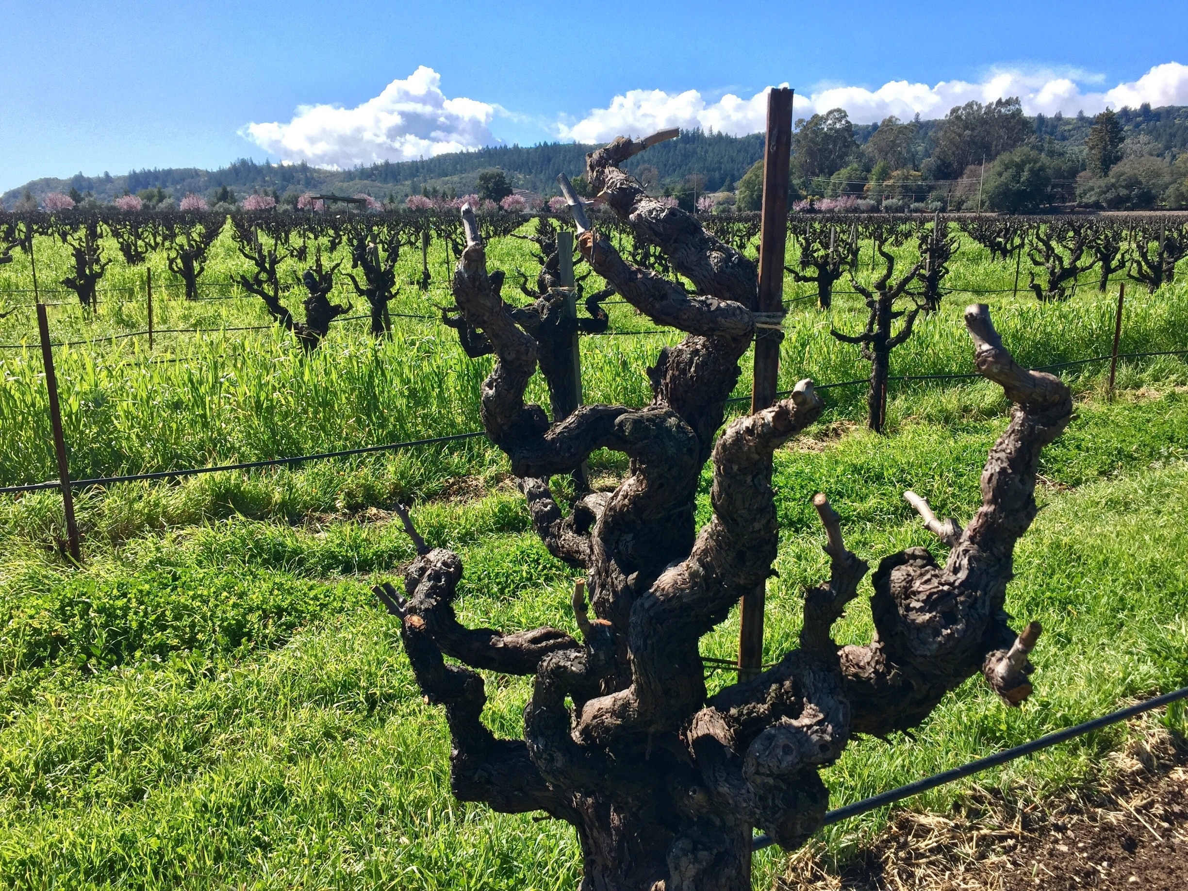 Old vines at Clos Du Bois winery 