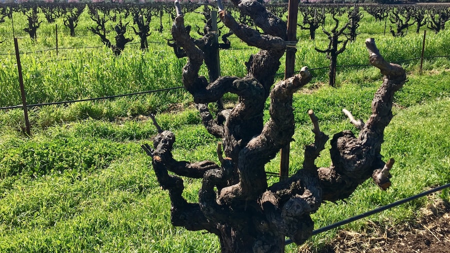 Clos du Bois