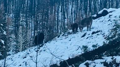 A small family of wild cows trail down the mountain side after the first snow fall of 2018 ❄️❄️❄️