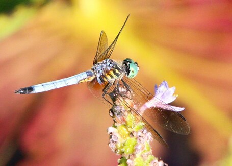 value: "Dragonfly at the wetlands in the Botanical Garden Shaw Nature Preserve."
