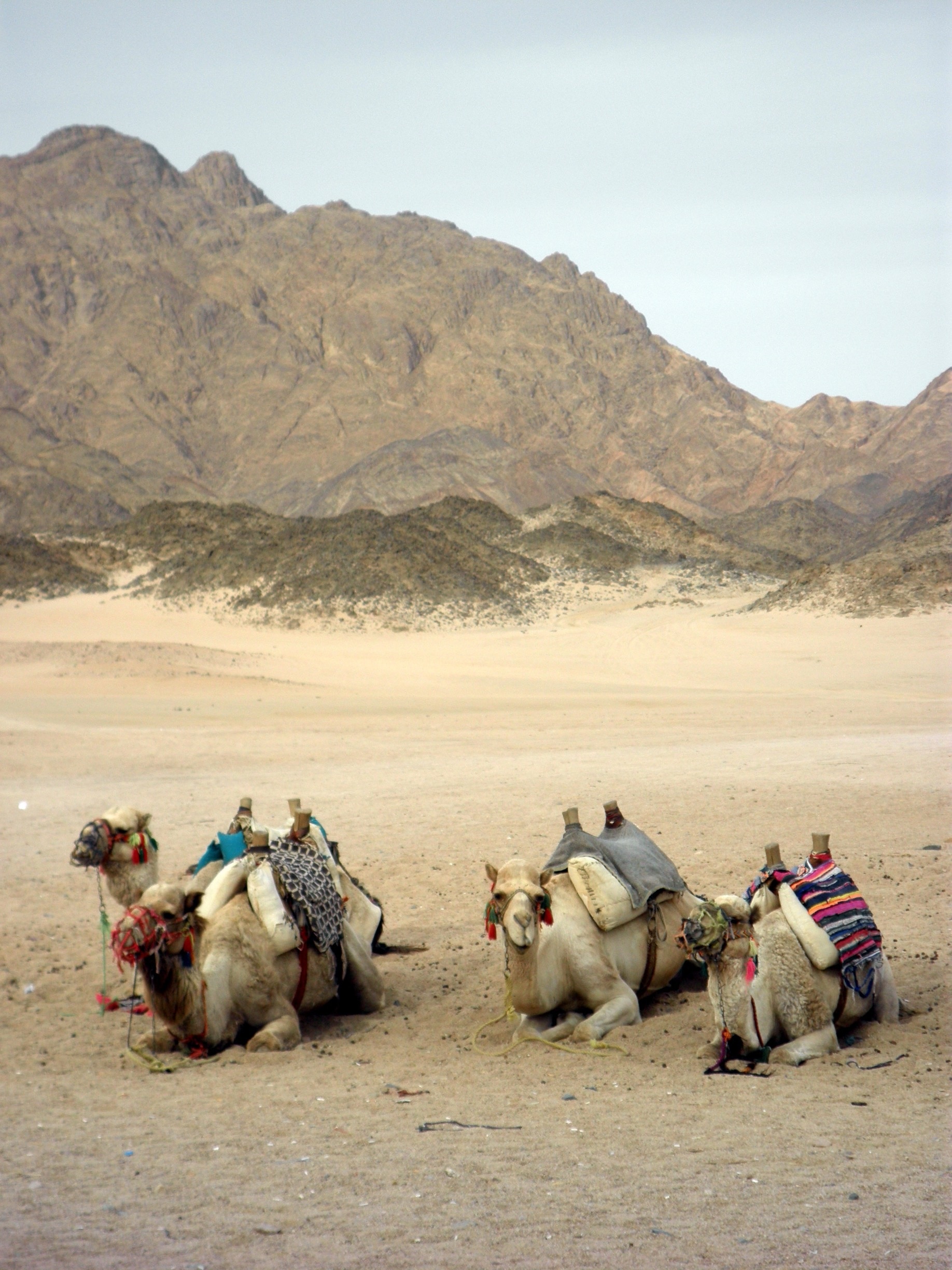 Desert Breath Landkunst, El Gouna, Al-Bahr al-Ahmar Guvernement, Egypten
