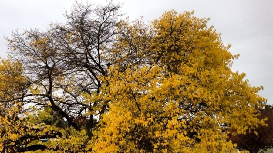 Pretty sure the best time to walk through this downtown Kirkland park is... October.