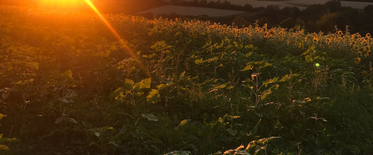 Lost in sunflowersđ»đ»đ»
