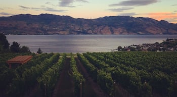 Sunset overlooking okanagan lake and quails gate winery 🍷☀️

#wineries #okanagan #lakeviews #sunset #canada 