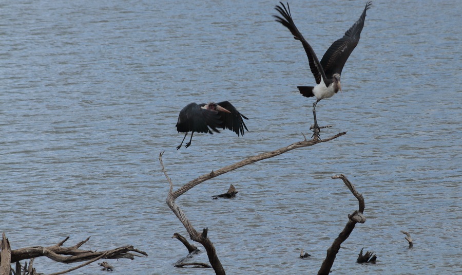 Called this one "move away". As we were heading back to the way out, stopped by the lake to check on the marabou birds. Looks like the spot was crowded. #lifeatexpedia
