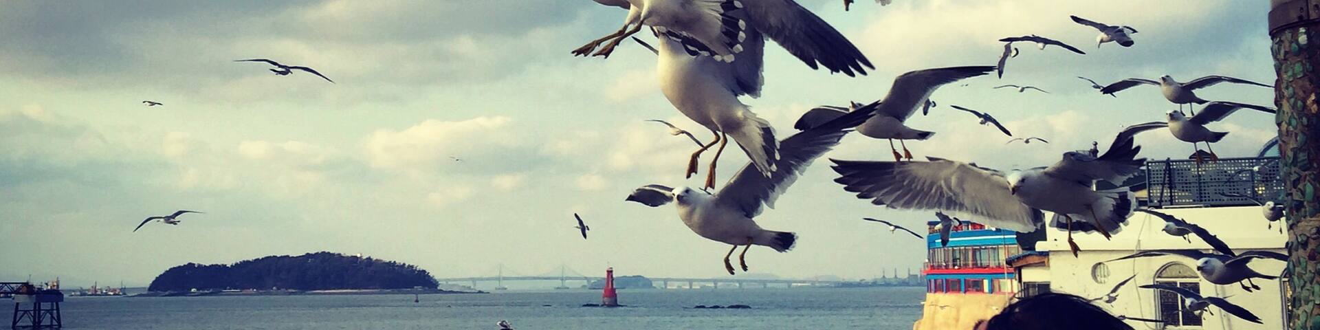 Birds!!! Wolmido is an island just off the coast of Incheon, and in 1989, it was connected to the mainland by a highway, making it very easy to reach. The island has a large park as well as a nice boardwalk, lined with cafes, restaurants, and an amusement park complete with an arcade.